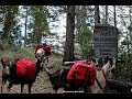 The life of a Pack Goat