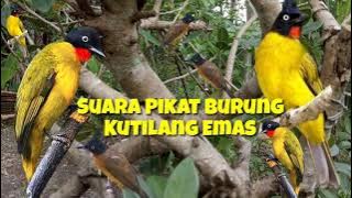 Suara pikat kutilang emas memanggil burung liar paling ampuh dan paling di cari #part  009