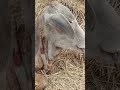 #cow#burn of calf#trendingshorts