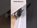Guilty Bunny is hiding #bunny #rabbit #tiktok #shorts #shortvideos #pets #animals #funny #cute