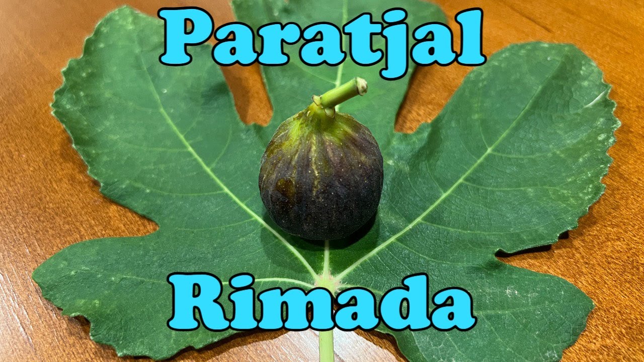 Paratjal Rimada Fig Database®: - Cuttings | Boss Order) Per (3