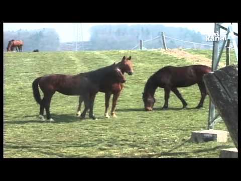 Konji na Brezovici