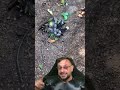 Jiboia fazendo a predação de um passarinho no Rio de Janeiro #biologohenrique #animais #biologo