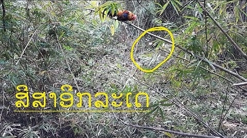 ต่อไก่ป่า Dib qaib qus tuaj 1 tug laus Seb dua 18-12-2022