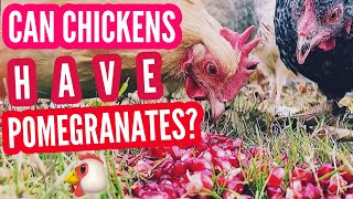 Can Chickens Eat Pomegrante?♥️