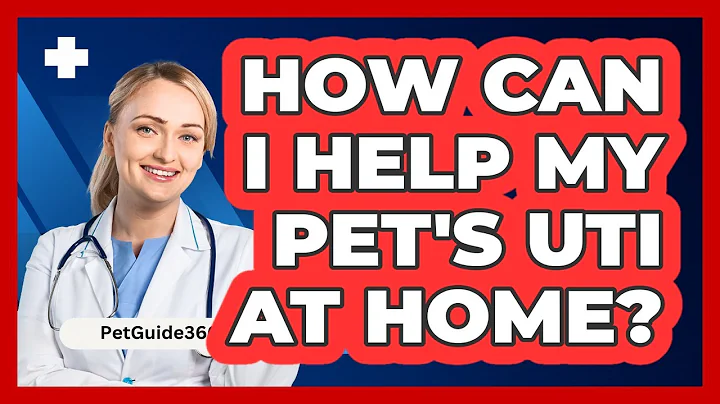 How Can I Help My Pet's UTI At Home? - PetGuide360.com