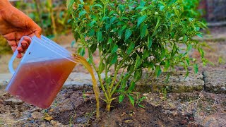 My Dying Plants EXPLODED With Growth After Feeding This Microbes-Rich Liquid! No chemicals needed
