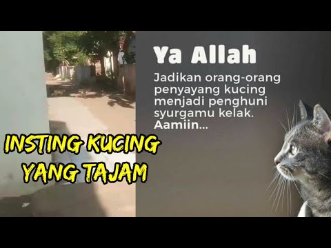 Video: Kata-kata Dari Kucing: Lima Hadiah Untuk Memberitahu Manusia Anda Bahwa Anda Peduli