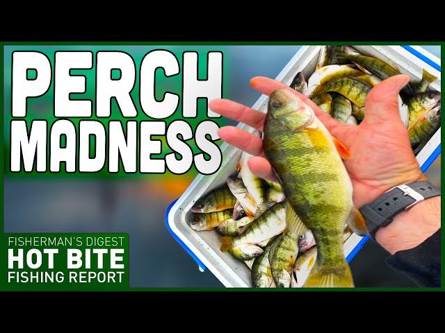 Perch Fishing Reports! 