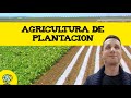 Agricultura de plantación 🌾 Que es la agricultura de plantación?