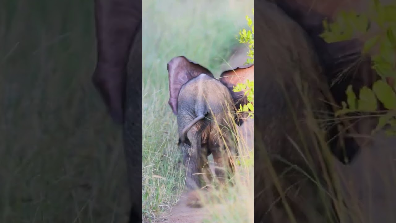This baby elephant has all the runway in the world but still can't take off 