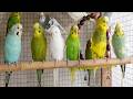 12 Hours of Happy Budgie Sounds 🐦 | Cheerful Chirping for Relaxation & Sleep