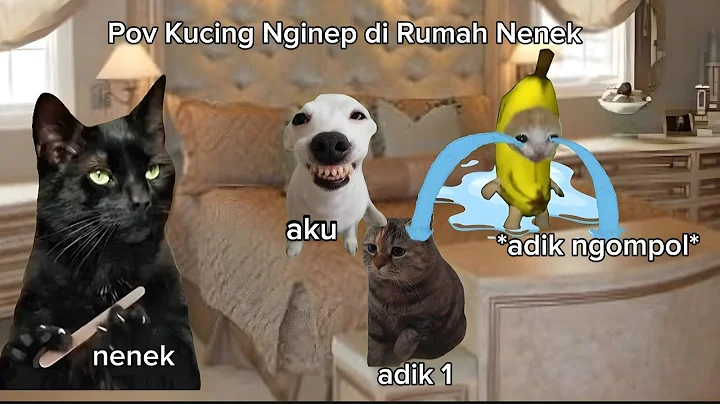 Video 11904341: cat fight funny, cat house