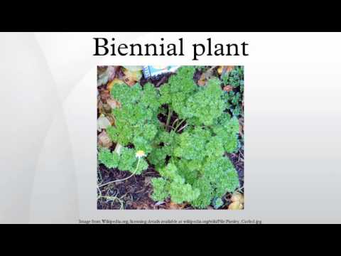 Biennial plant