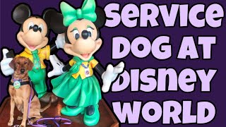 Disney Weekend With a Service Dog by Mars Service Dog 2,726 views 1 year ago 14 minutes, 8 seconds