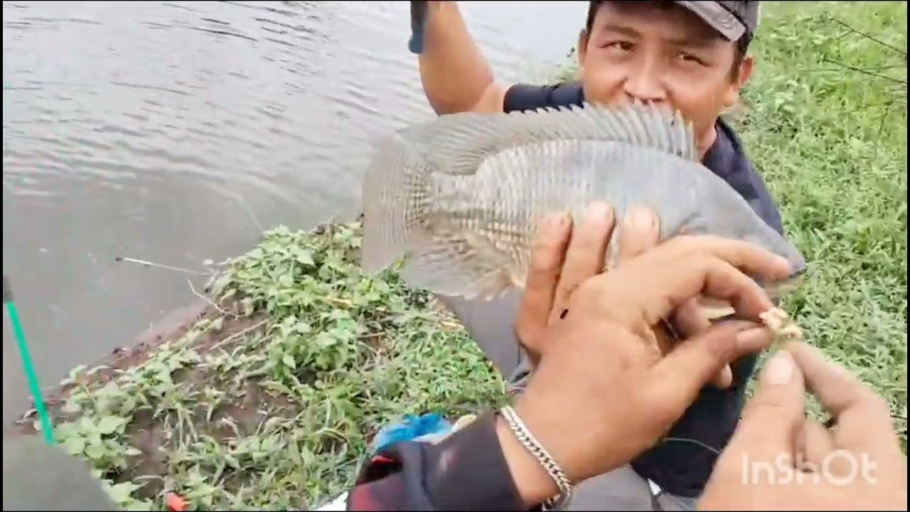 Perdna kolam cik amat canang tgl 01.03.2026.pkl.01.00 mlm.klu sudah rame jm di percepat. trf 100 rb.