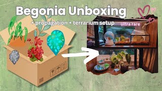 Unbox \& Thrive: Propagating Begonias in New Terrarium Homes! 🔮🪴🔎