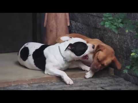 Vídeo: O Poder Do Elogio: Incentivando O Bom Comportamento Em Cães