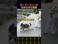 ボーダーコリーをなめた犬の末路