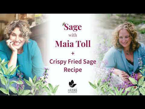 Sage with Maia Toll + Crispy Fried Sage Recipe