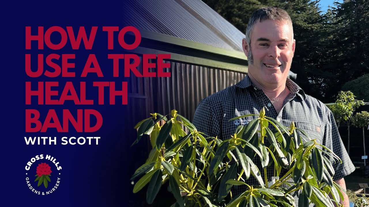 How to use a Tree Health Band with Scott Wilson