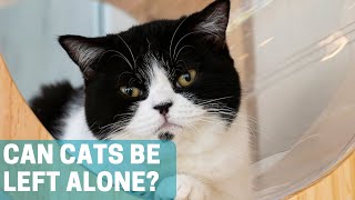 How Long Can You Leave Cats or Kittens Alone?