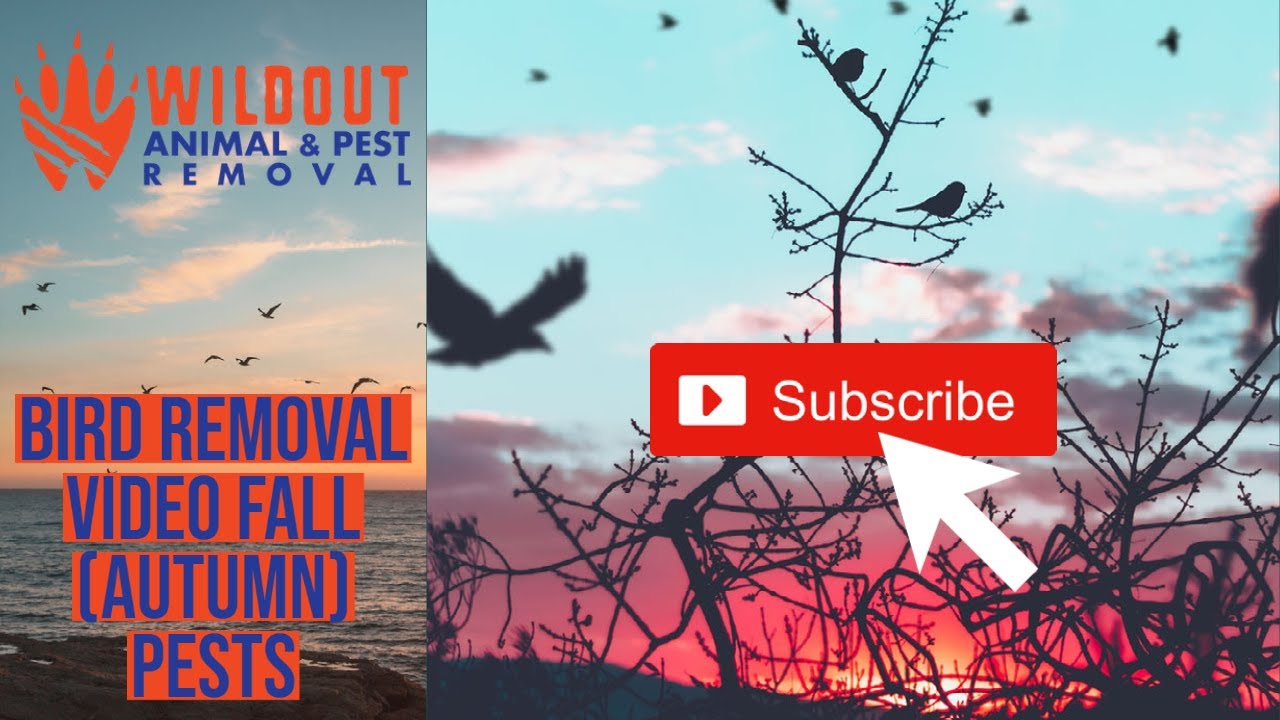 Wildout Animal & Pest Removal - Wildout Bird Removal Steps