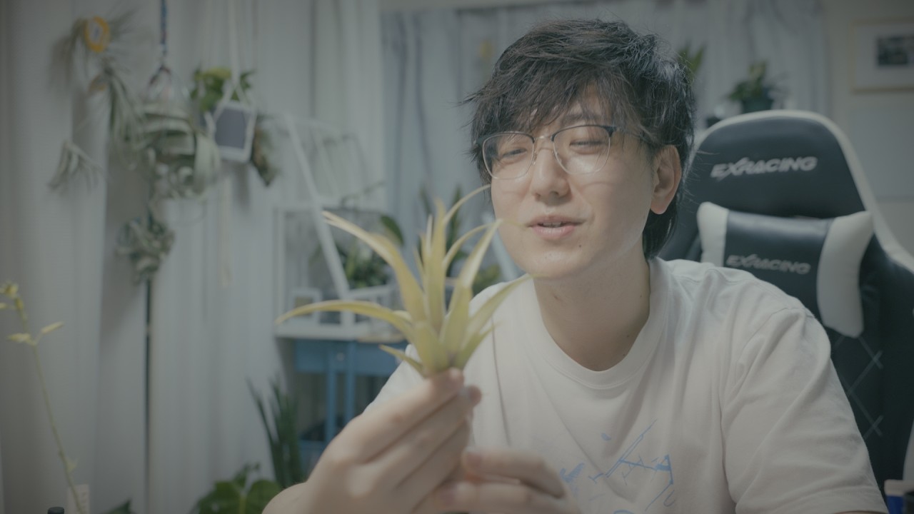 These Amazing Air Plants Keep Multiplying (I Just Can't Stop