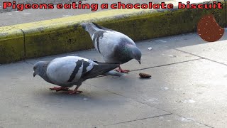 Pigeons eating a piece of a chocolate biscuit