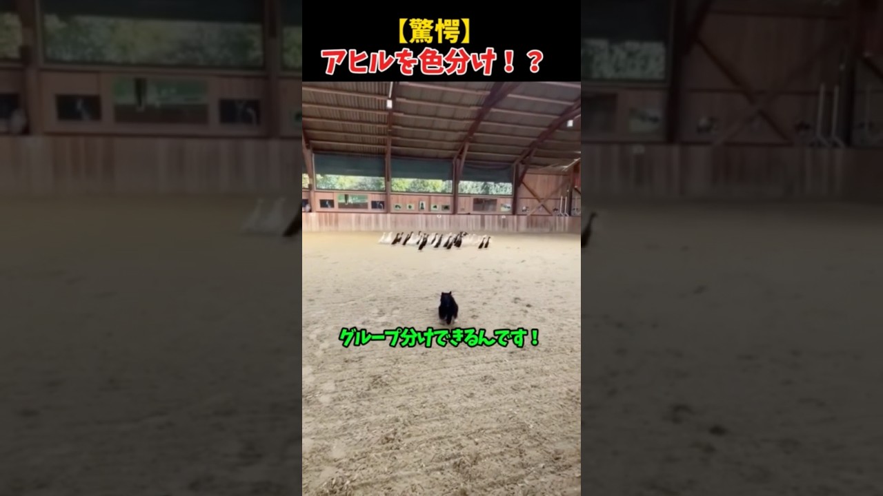 犬って本当に色を識別できるの？天才犬の神ワザ！
