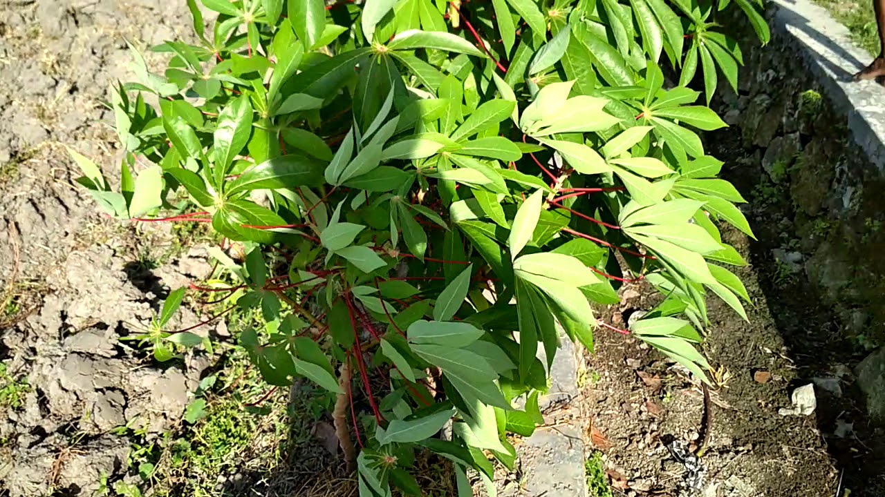 Gambar Pohon Singkong Raya Gambar