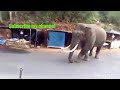 Wild elephant padayappa searching food in public areas