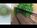 Cutting okra it's american called lady's fingers