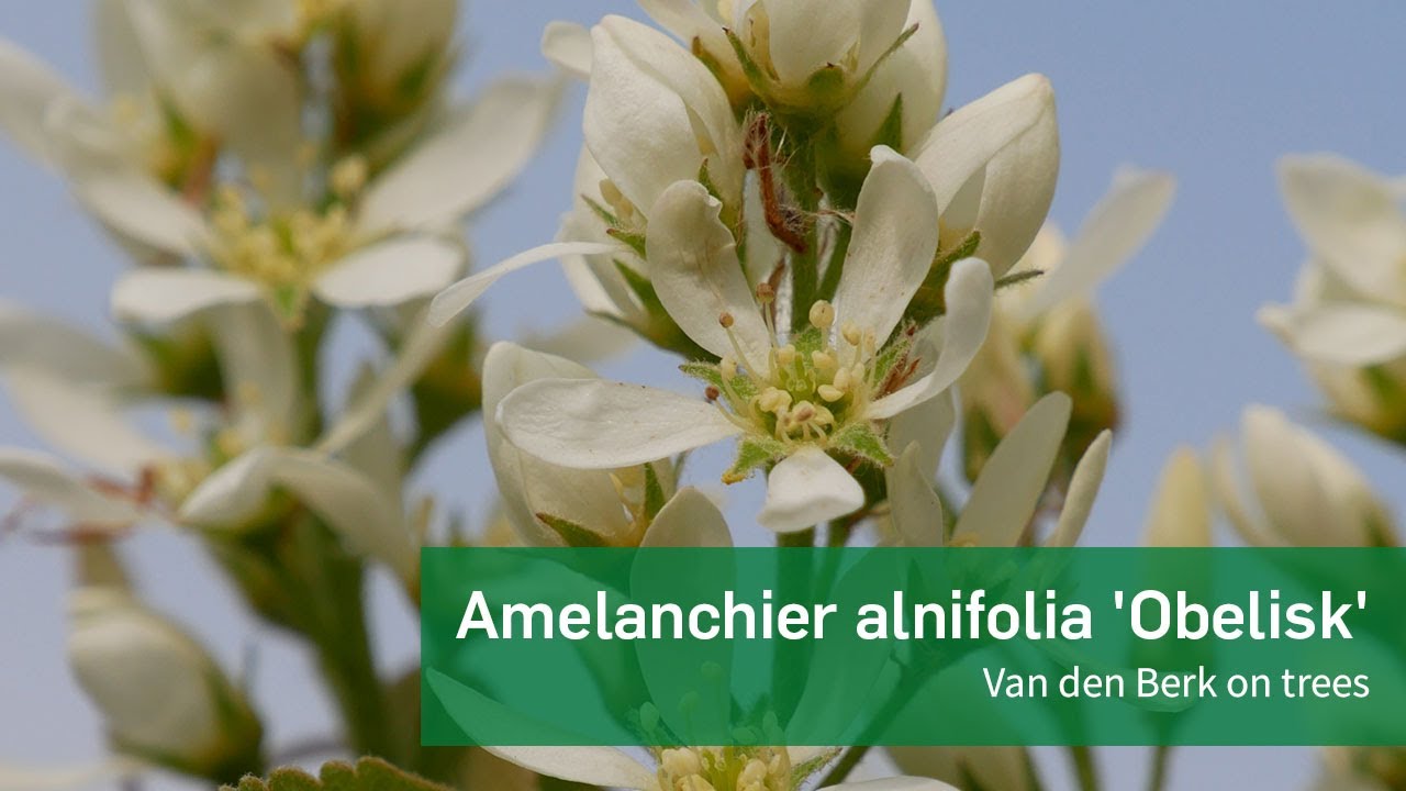 Amelanchier Alnifolia Obelisk Van Den Berk On Trees Youtube