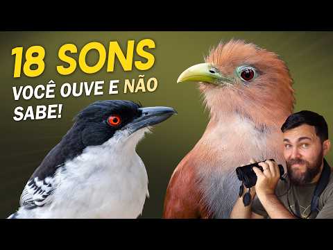 18 BIRD SOUNDS YOU'VE HEARD BUT MIGHT NOT RECOGNIZE