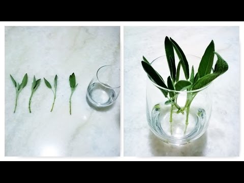 Growing Sage from Cuttings - YouTube
