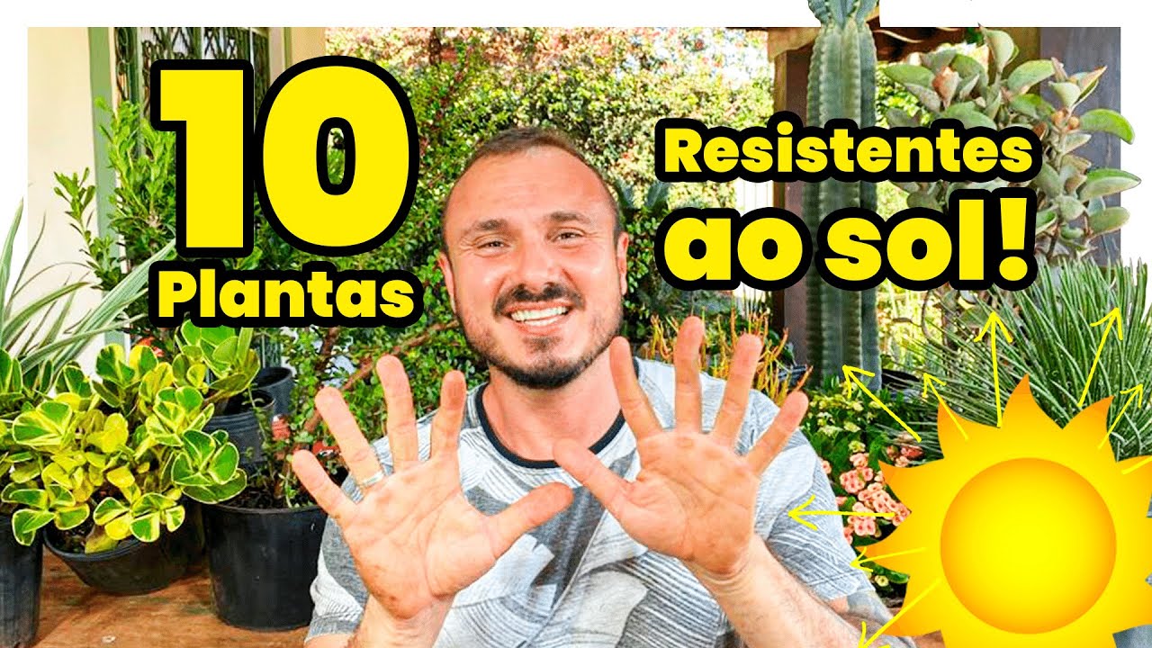 10 PLANTAS RESISTENTES AO SOL