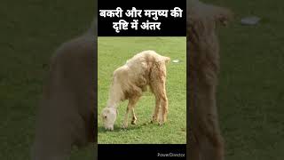 Goat vs Human Vision Difference #shortvideo #viral #amazingfacts #wildlife #versus