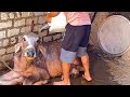 حال العجل عنتر في الحر ايمن محمد 