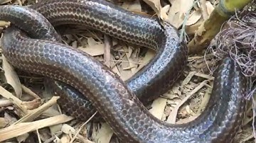 #BẫyRắnĐồngTháp #Tập148 bắt rắn bằng lưới dính con rắn hổ hành khủng và gặp đồng nghiệp