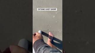 You need a ghost shrimp pump. #shorts # #florida #saltlife #saltstrong #fishing #bait #surffishing