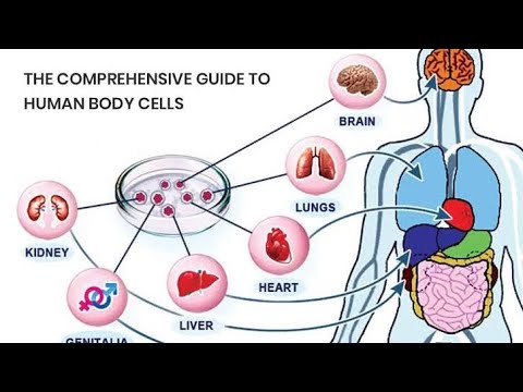 Cells Of The Human Body. #Cell #OF #The #human #Body #. - YouTube