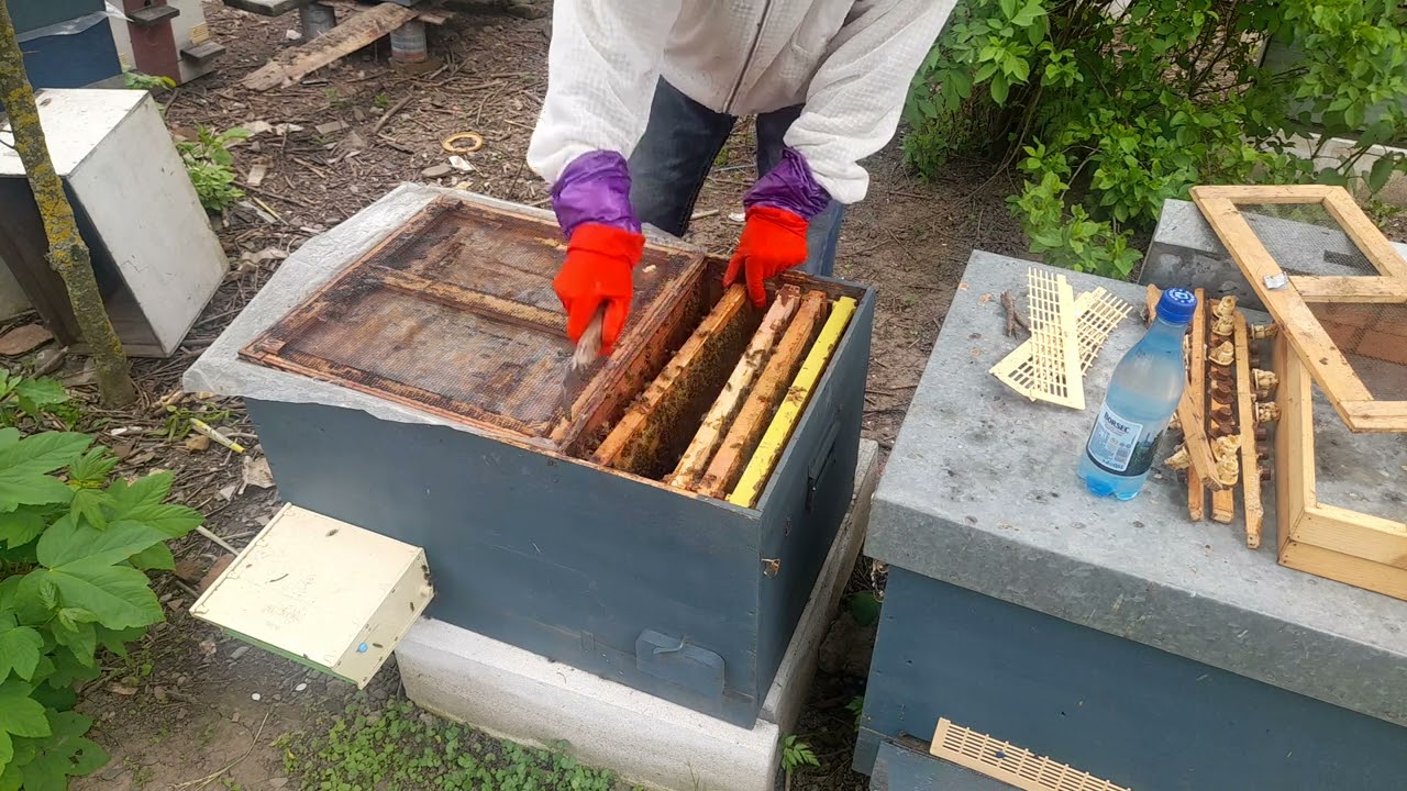 EP . 1 -  Cresterea Reginelor - Matcilor in stupina proprie .