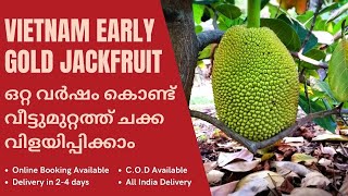 Vietnam Early Gold (Ayur Jack) | One Year Jack | Benefits | All India Delivery | Online Purchase