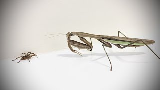 Praying Mantis Creeps Up On Wolf Spider