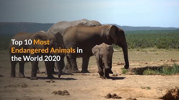 TOP 10 MOST ENDANGERED ANIMALS IN THE WOLRD 2020