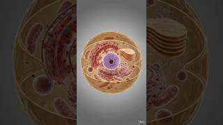 cell structure 🦠🧬.   #short #shorts #shortvideo #sciencefacts #science #hulk