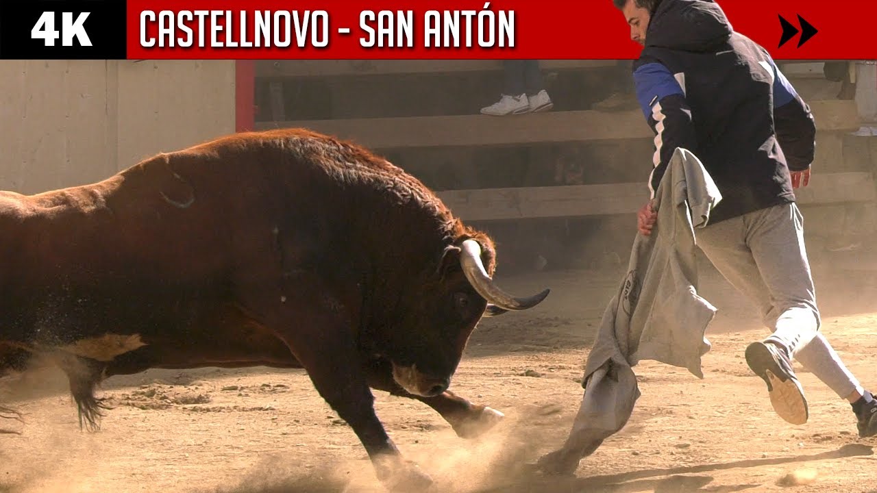 4K ▪ CASTELLNOVO ▪ SAN ANTÓN ▶ Toro de LAS MONJAS y reses de HERMANOS CALI