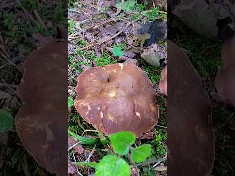 КАШТАНОВЫЙ ГРИБ - ГИРОПОРУС КАШТАНОВЫЙ
