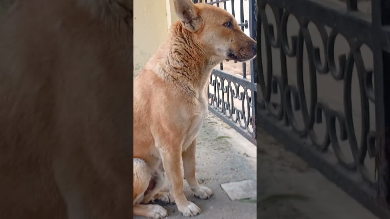 Peelu ne kar diya mat kharab 